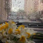 دانلود آهنگ شاید اگر دائم بودی کنارم