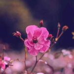 دانلود آهنگ عید اومده بهاره شادی رو به خونمون میاره