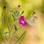 دانلود اهنگ چال چاله ازبکی