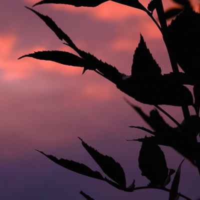دانلود اهنگ تو یار دلنوازی یه پارچه عشق و نازی Ahange To Yare Delnavaz دانلود اهنگ تو یار دلنوازی یه پارچه عشق و نازی