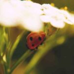 دانلود اهنگ در آسمون دل من پرنده پر نمیزنه دانلود اهنگ در آسمون دل من پرنده پر نمیزنه