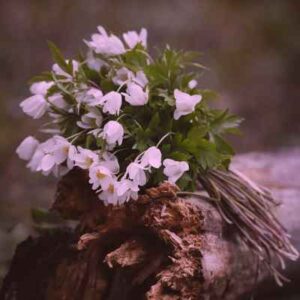 دانلود اهنگ عروس خوشگل ما چشمان آهو داره