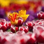 دانلود اهنگ یه نگام کو ای دختر دل منه بردی تو دانلود اهنگ یه نگام کو ای دختر دل منه بردی تو