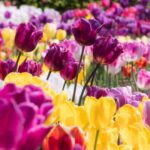 دانلود آهنگ گل گلخونه من یکی یکدونه من دانلود آهنگ گل گلخونه من یکی یکدونه من