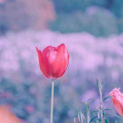 دانلود اهنگ خانم تیبا سواره میگن که ناخن کاره