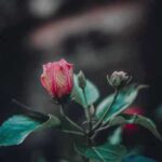 دانلود اهنگ نفسم تویی تو دختر همه دردات مال مو