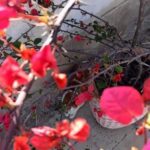 دانلود آهنگ منو سر به راه کرده از همه جدا کرده دانلود آهنگ منو سر به راه کرده از همه جدا کرده