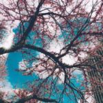 اهنگ تو را از بین صدها گل جدا کردم اهنگ تو را از بین صدها گل جدا کردم