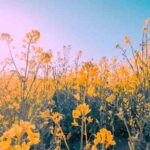 دانلود اهنگ ایجور تماشام نکه دلم ضعف چود نازارگم