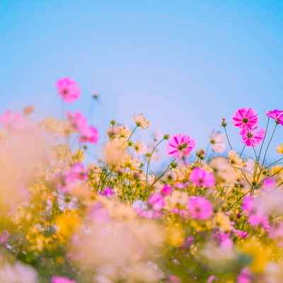 دانلود آهنگ لیلا لیلا لیلا ابرو کمونی لیلا