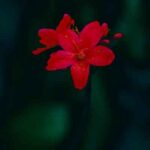 دانلود اهنگ تراختور منه جاندی