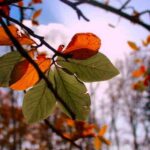 دانلود آهنگ دل شب یادت کرده دلم ای داد دانلود آهنگ دل شب یادت کرده دلم ای داد