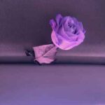 دانلود آهنگ لای لای عزیزم لالایی دارو ندارم دانلود آهنگ لای لای عزیزم لالایی دارو ندارم