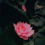 دانلود آهنگ دل من عاشق چشماته خوشگلی والا