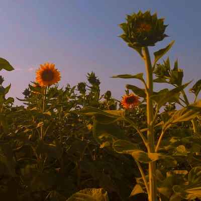 Ahange Ghado Balaye To دانلود آهنگ قدو بالای تو رعنارو بنازم