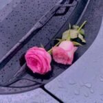 دانلود اهنگ بزنم به تخته موهات بدجوری لخته دانلود اهنگ بزنم به تخته موهات بدجوری لخته