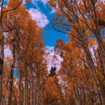 دانلود اهنگ رفیق من بی تو سیاه کل دنیای من