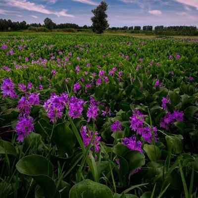 دانلود آهنگ قلبم ولای تو گیره هرچه کس فره دیره Ahange Ghalbam Valay دانلود آهنگ قلبم ولای تو گیره هرچه کس فره دیره
