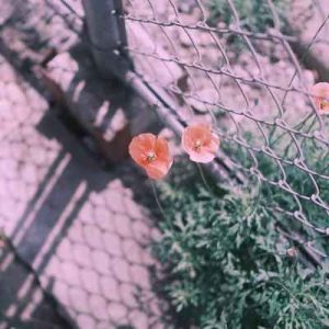 دانلود آهنگ آخ که دیگه دلم میگه تموم دنیای منی