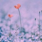 دانلود اهنگ به دلم مونده یه بار یه روز یه جایی بگی