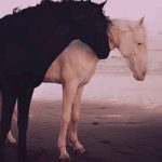 دانلود آهنگ چشم جادو مال تو دل آهو مال من