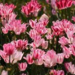 دانلود آهنگ د کنج ای دل قایمی سر مگو راز منی