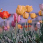 دانلود آهنگ همیشه پیش حسود جماعت سایلنتم زبون ندارم دانلود آهنگ همیشه پیش حسود جماعت سایلنتم زبون ندارم