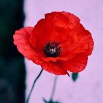 دانلود آهنگ ای گل رویایی ای مظهر زیبایی