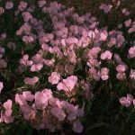 دانلود آهنگ چه خوبه مال بار کنه چه خوبه ولا مال بار ونه دانلود آهنگ چه خوبه مال بار کنه چه خوبه ولا مال بار ونه