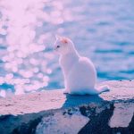 دانلود آهنگ جونمیا تو یه مورفینی با دوز بالا تو خونمیا