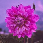 دانلود اهنگ 6 صبح توی آتیش بود یه عکس ازت اونجا دانلود اهنگ 6 صبح توی آتیش بود یه عکس ازت اونجا
