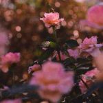 دانلود آهنگ رقیب بلا گرفته میدونه که اون منو میخواد