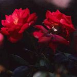 دانلود آهنگ یعنی میشه بیای اروم بگیره این دل من