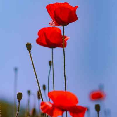 Ahange Ahay Havar Havar دانلود آهنگ آی هوار هوار هوارتا خاطرخواتم هزارتا