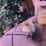 دانلود آهنگ بدخوام باز میشه حرصی هاتیم حال میده جرزی