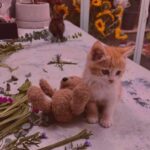 دانلود آهنگ کجا گیره دلت چیه مشکلت دختر خوشگله جوابمو بده دانلود آهنگ کجا گیره دلت چیه مشکلت دختر خوشگله جوابمو بده