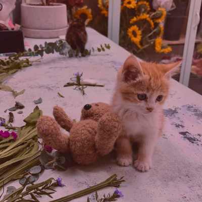 دانلود آهنگ کجا گیره دلت چیه مشکلت دختر خوشگله جوابمو بده Ahange Koja Gire Delet دانلود آهنگ کجا گیره دلت چیه مشکلت دختر خوشگله جوابمو بده