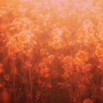 دانلود آهنگ نه سوی خونه راهی نه بر کسی پناه