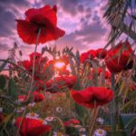 دانلود آهنگ این قافله عمر عجب میگذرد دریاب دمی که با طرب میگذرد دانلود آهنگ این قافله عمر عجب میگذرد دریاب دمی که با طرب میگذرد